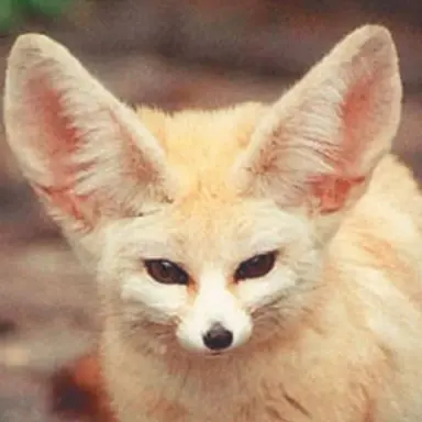 Profile image of 여우