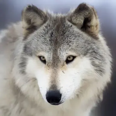 Profile image of 늑대