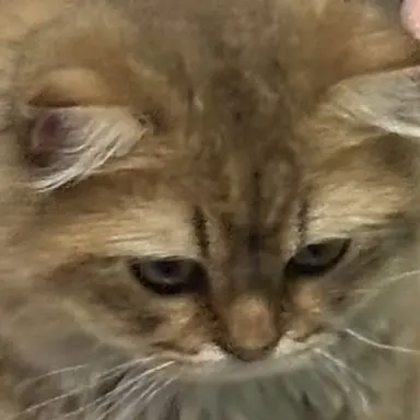 Profile image of ミカサ・アッカーマン