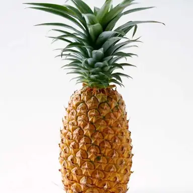 Profile image of Pineapple