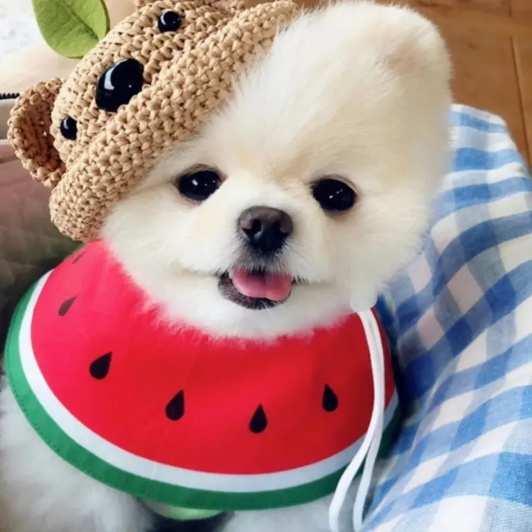 Stareadofobby의 강아지