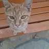 Profile image of 고양이 ㅎ