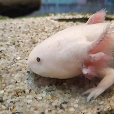 Profile image of 오류-버그