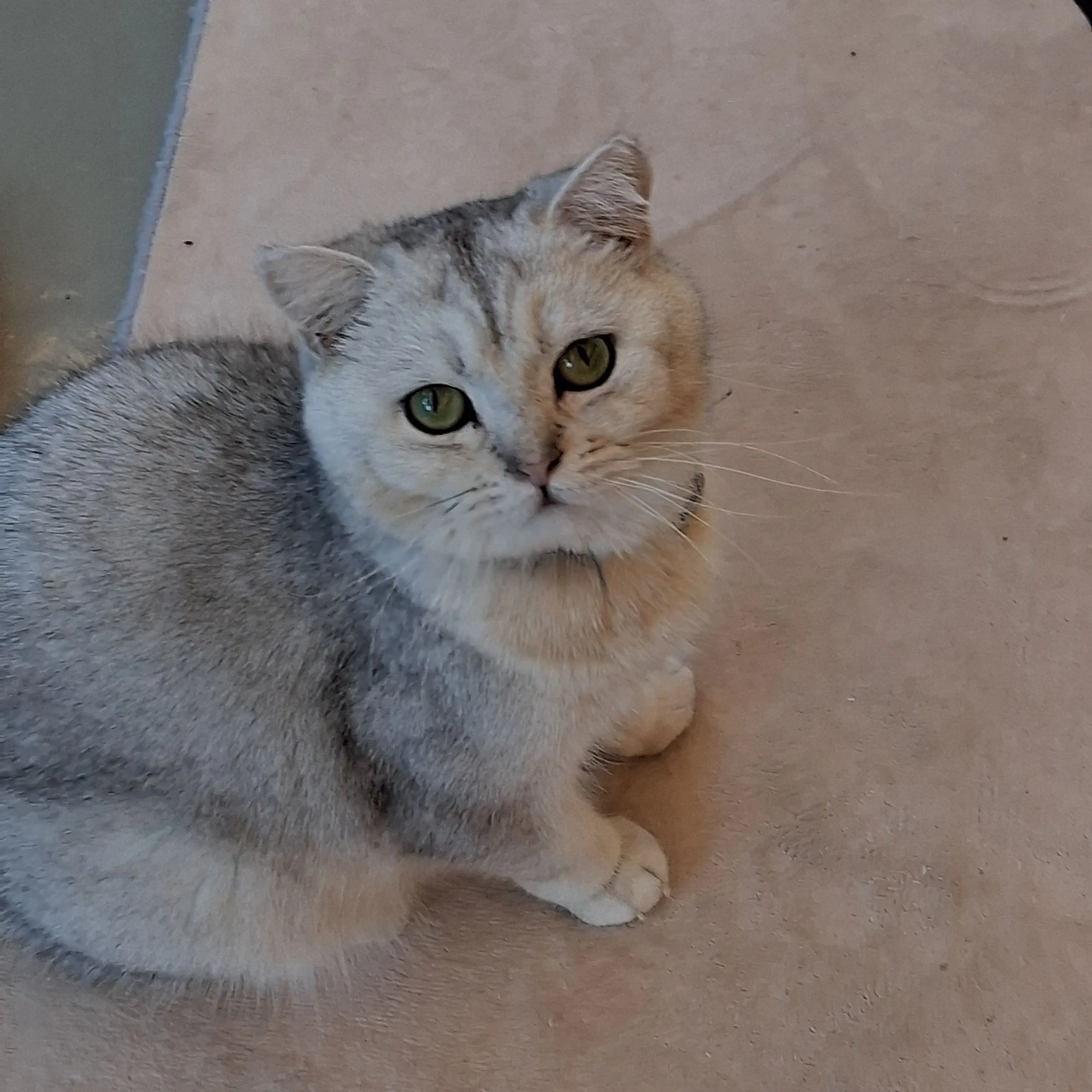 SmugLever7604의 '왜 손가락에 빨간 실이..' +여우