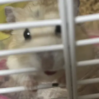 Profile image of 평학