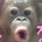 여우