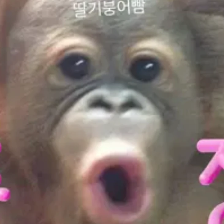 여우