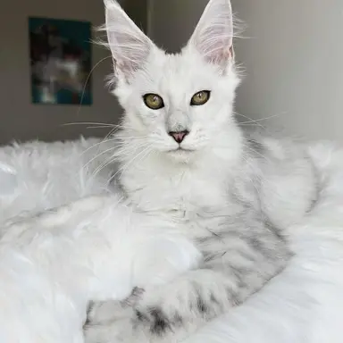 Profile image of Angel
