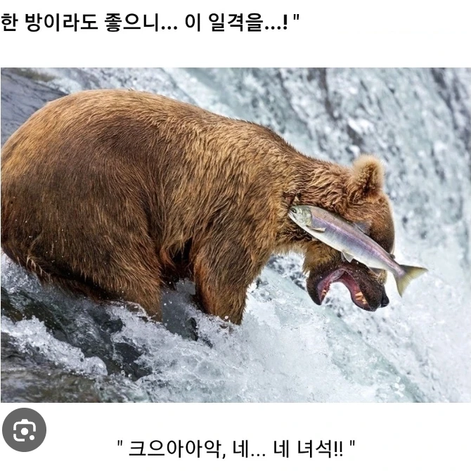 연어X곰