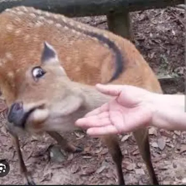 Profile image of 사슴