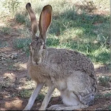 Profile image of 토끼