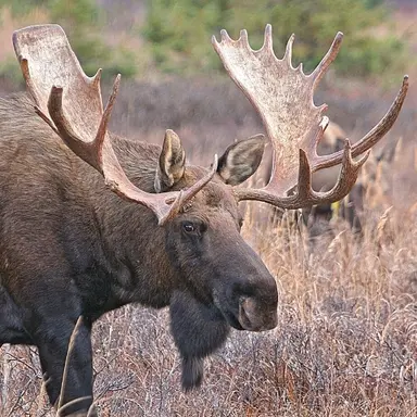 Profile image of 말코손바닥사슴