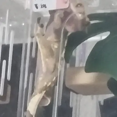 Profile image of 크롱