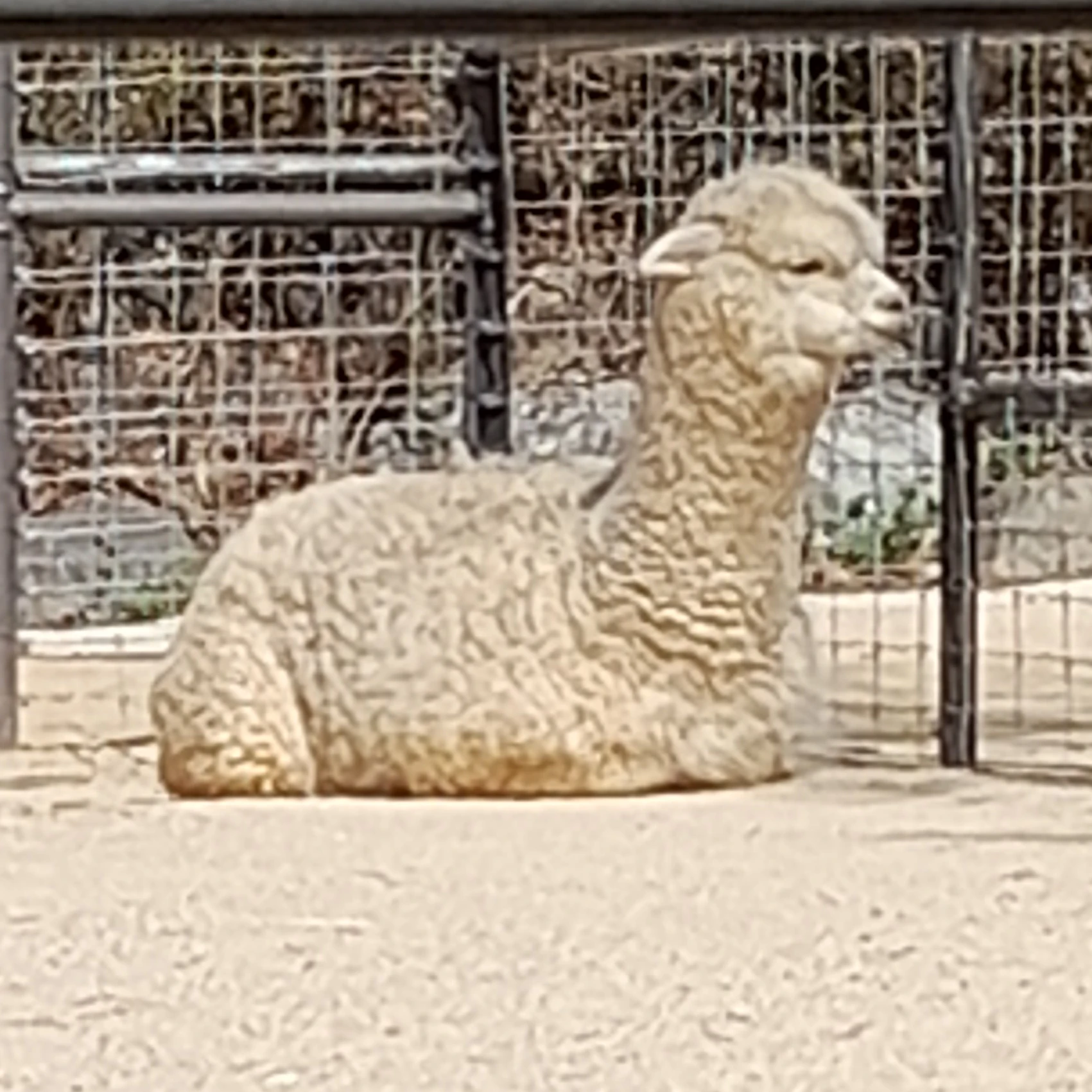 알카파