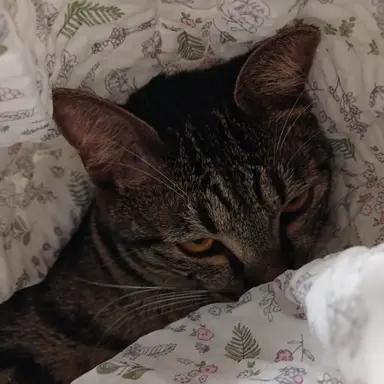 Profile image of 조인영