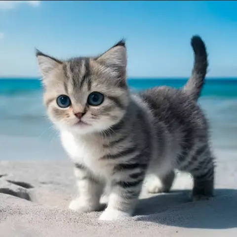 AngstyCar2275의 変態猫