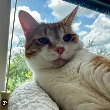 Profile image of Cody