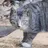 냥이