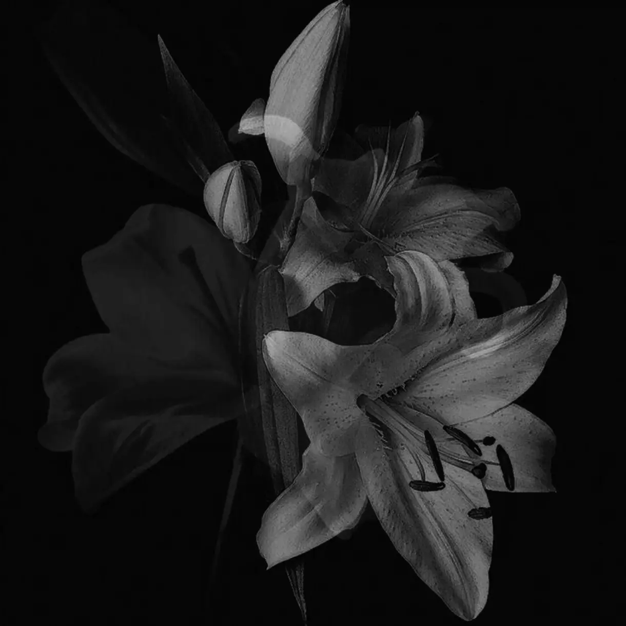 jeong_104의 lily -jeong