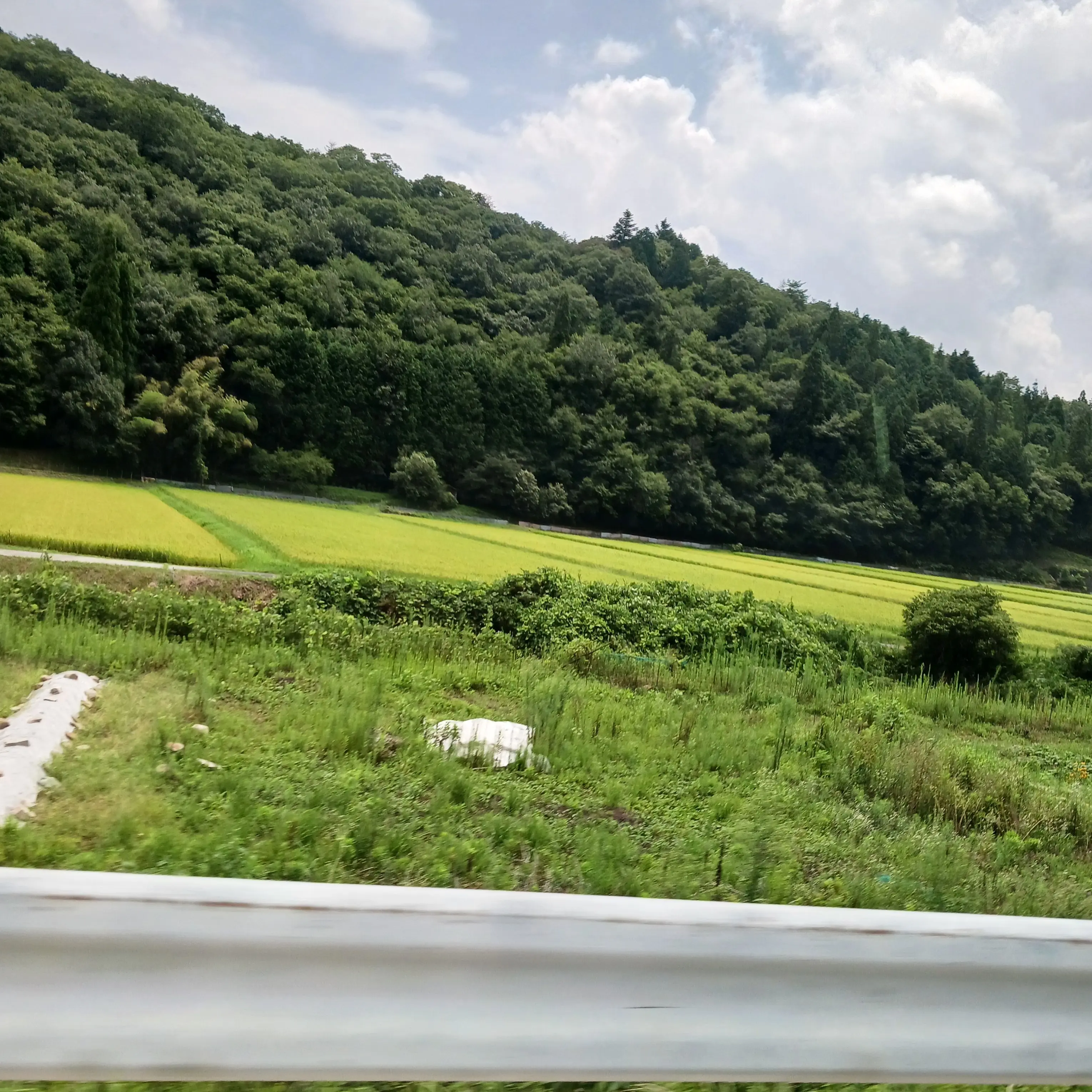 VagueOtter7836의 永瀬廉