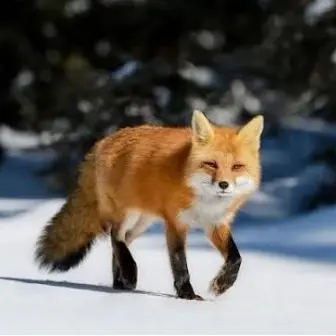 Profile image of 여우