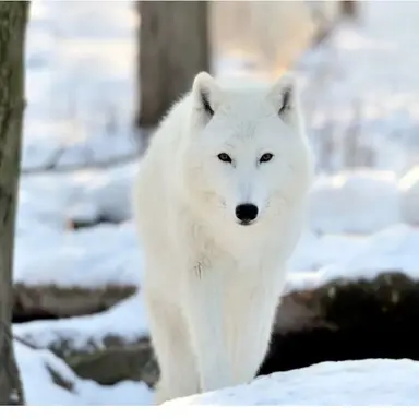 Profile image of Kim Neukdae