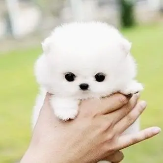 Profile image of 토리