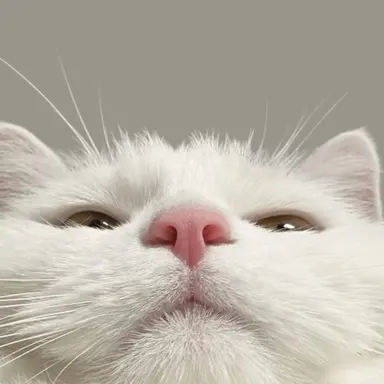 Profile image of 여우