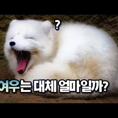 Profile image of 여우