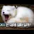 여우