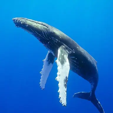 Profile image of 디아