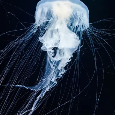 Profile image of 케티아