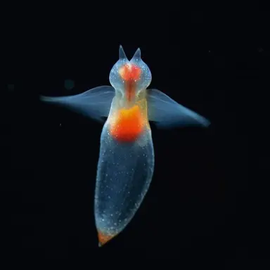 Profile image of 클레아