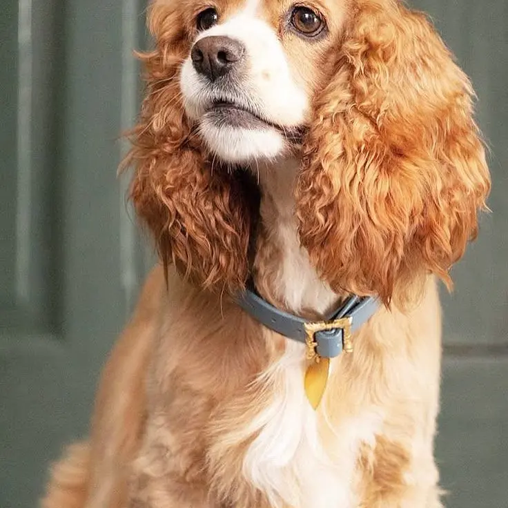 DrearySteak5019의 레이디 트램프