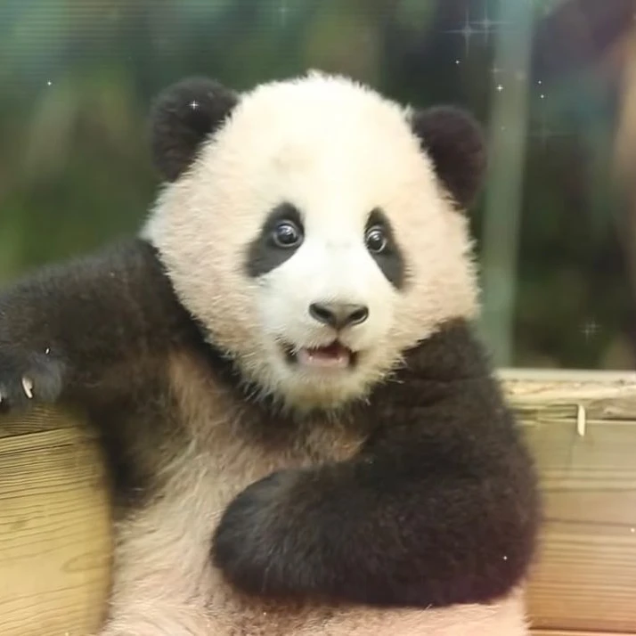 푸바오