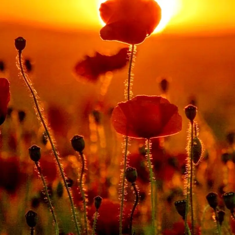 VainPizza9786의 패러다이스 마법학교