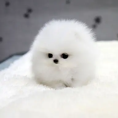 Profile image of 아기 강아지