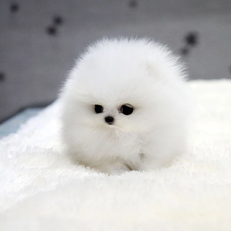 아기 강아지