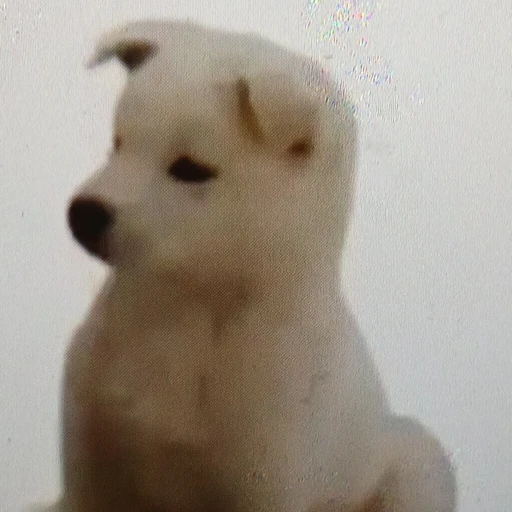 강아지