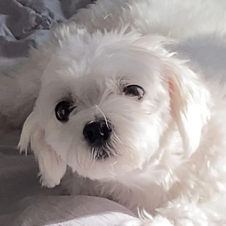 빼꼼이