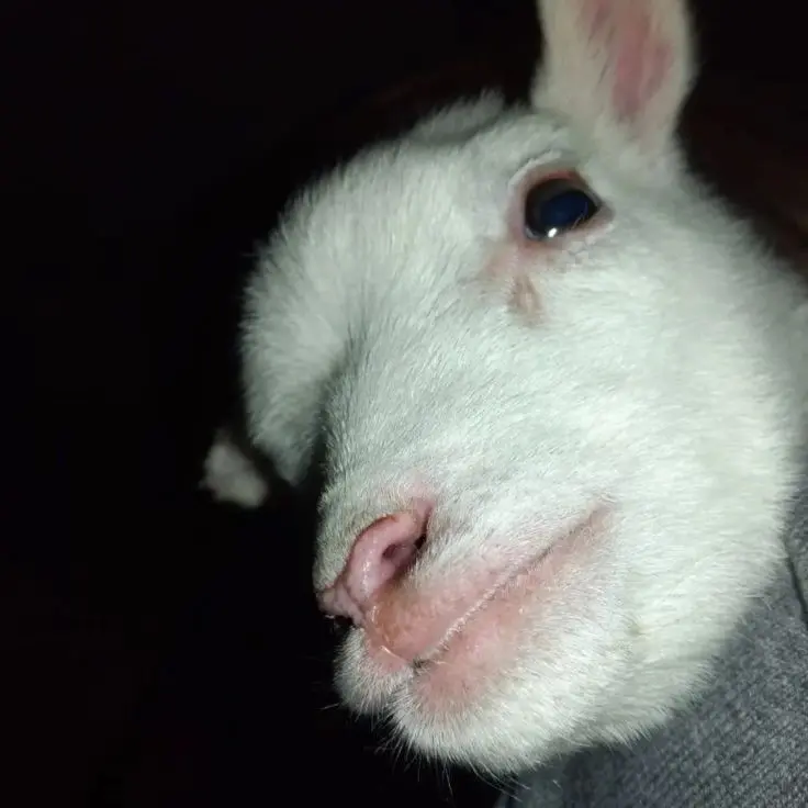 HardCouch7175의 백사헌