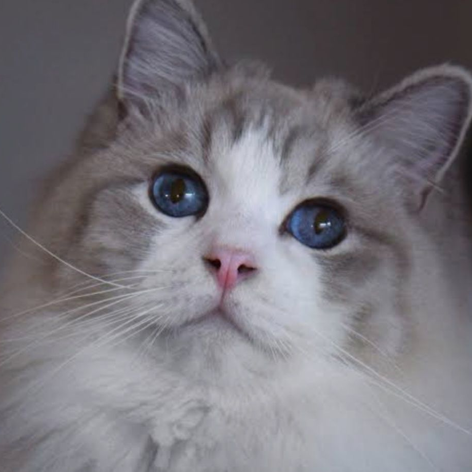 고양이 키우기 대표 이미지