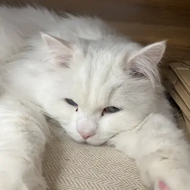 Profile image of 님이 채스터임