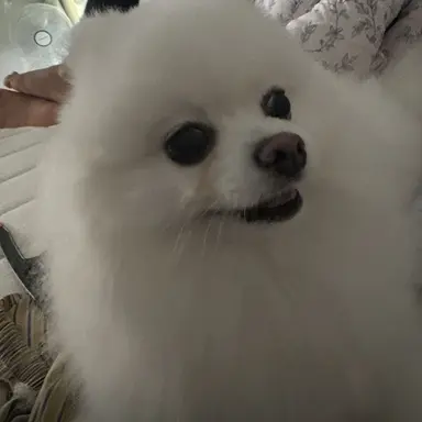 Profile image of 포미