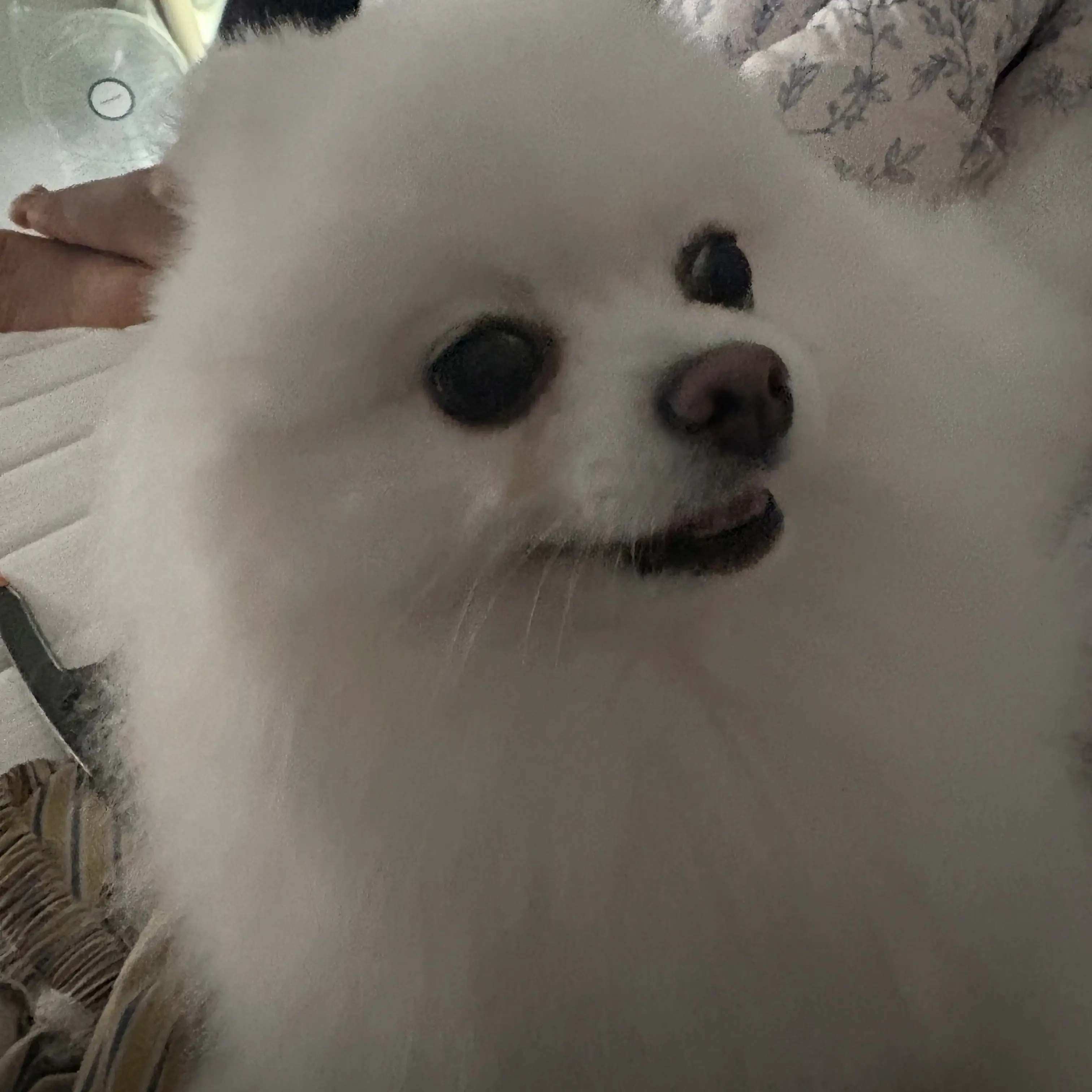 Dokgu의 ㅈㅅ저희집강아지임