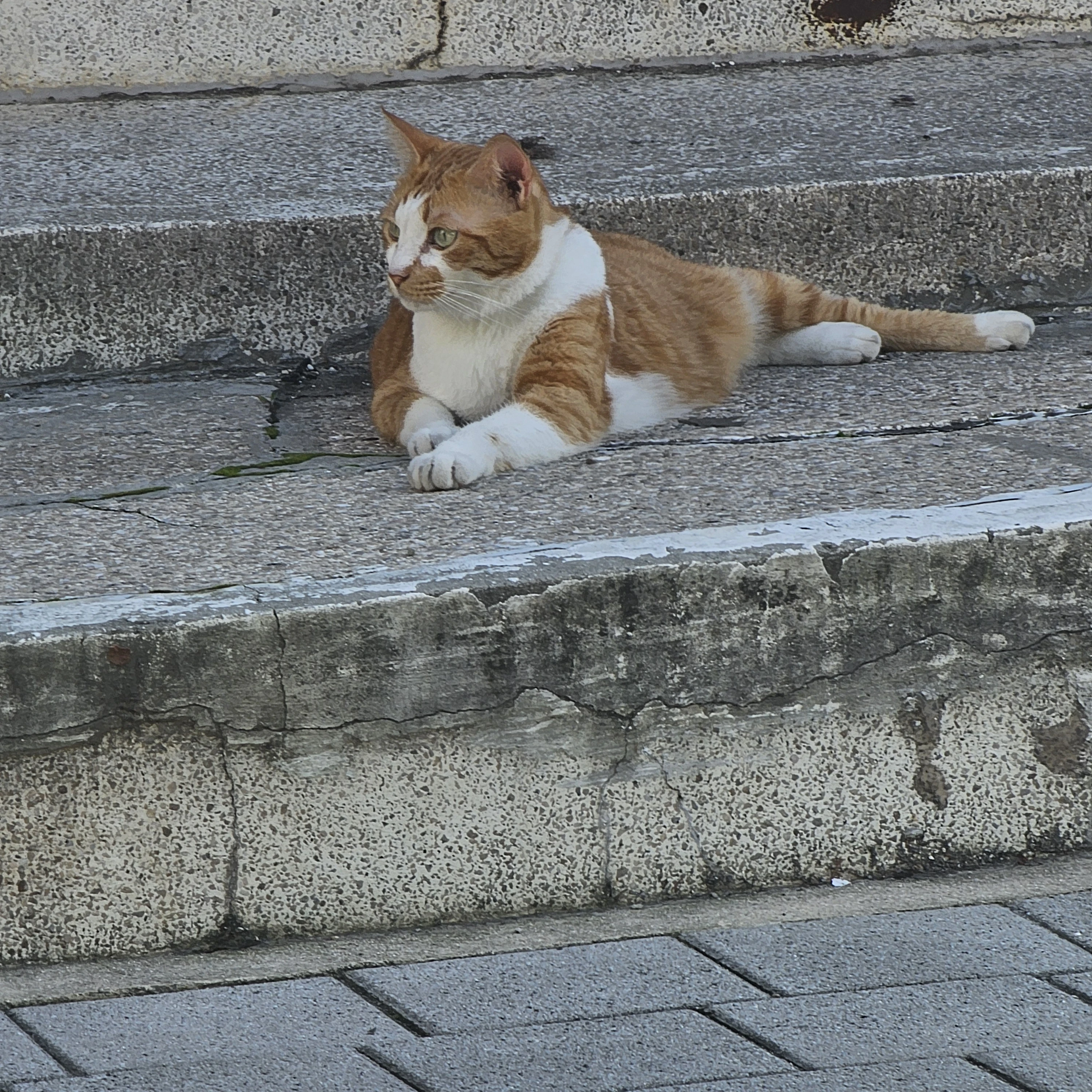 칸로지 미츠리