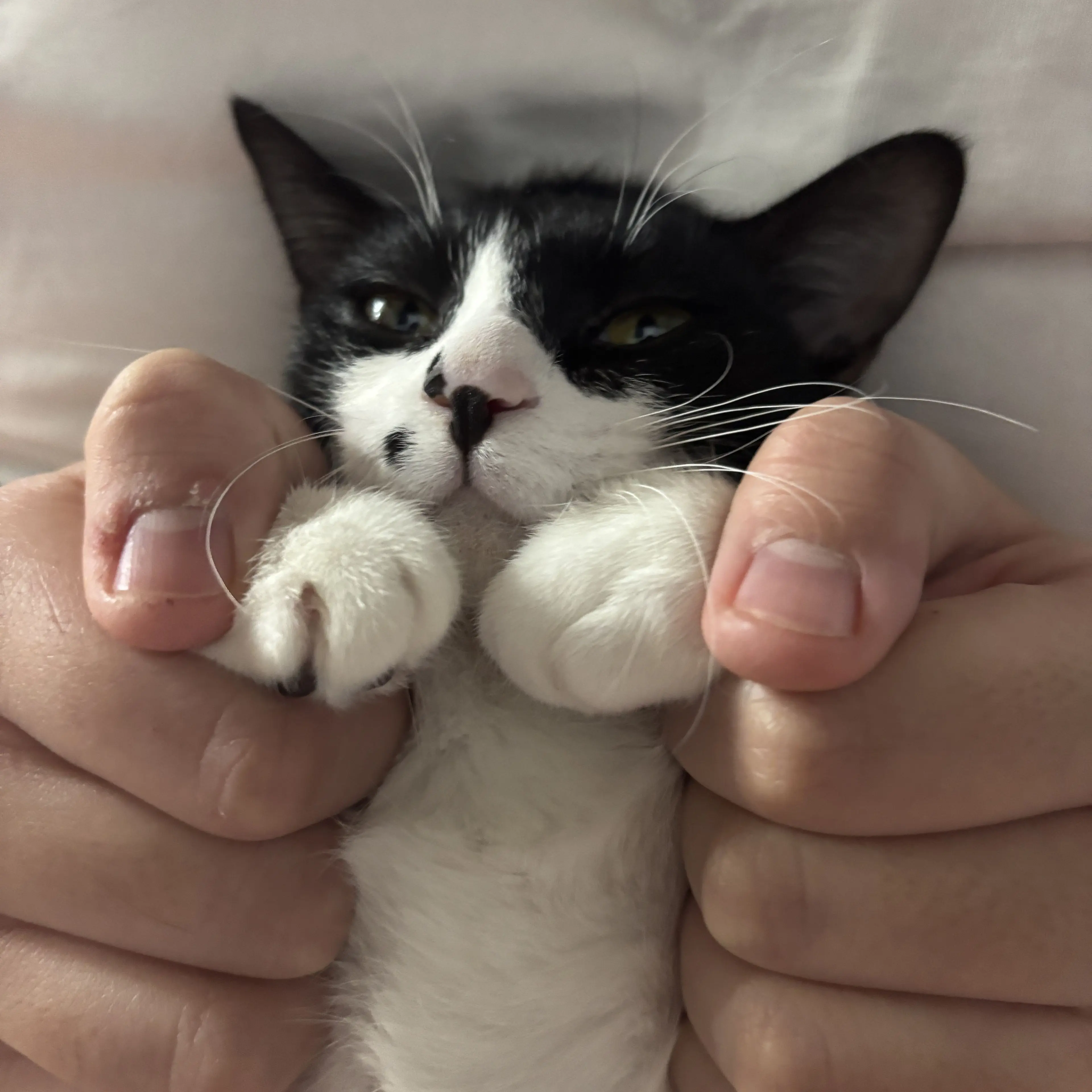 WideMatch1245의 보넧도