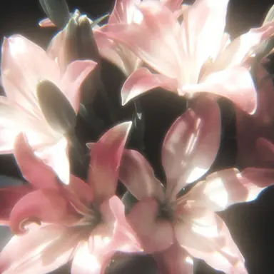 Profile image of Maco