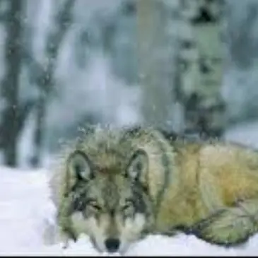 Profile image of 김늑대