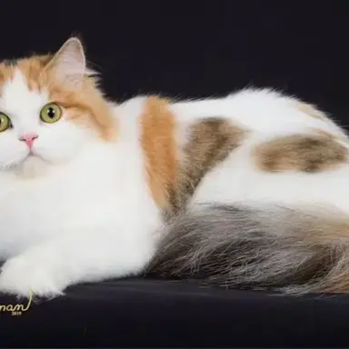 Profile image of 여우